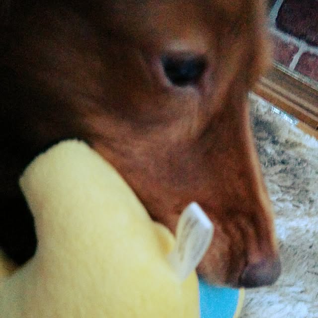 satoさんの実例写真