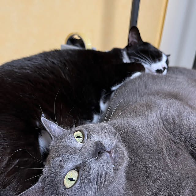 nekoさんの部屋