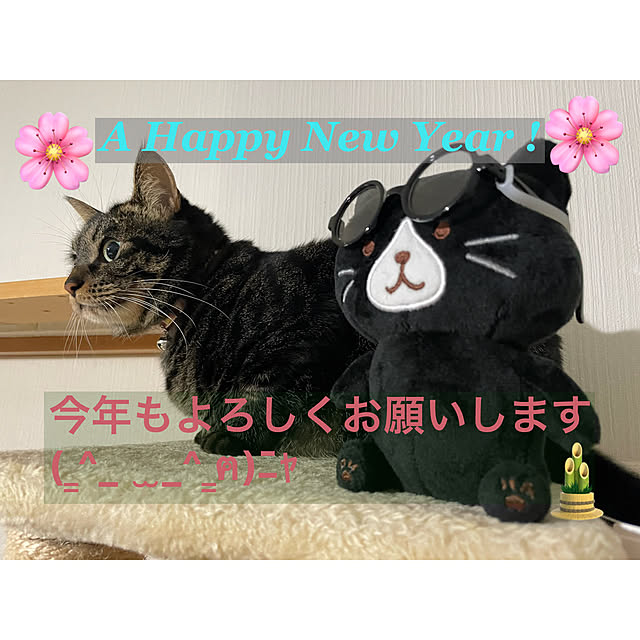 momocchiさんの実例写真
