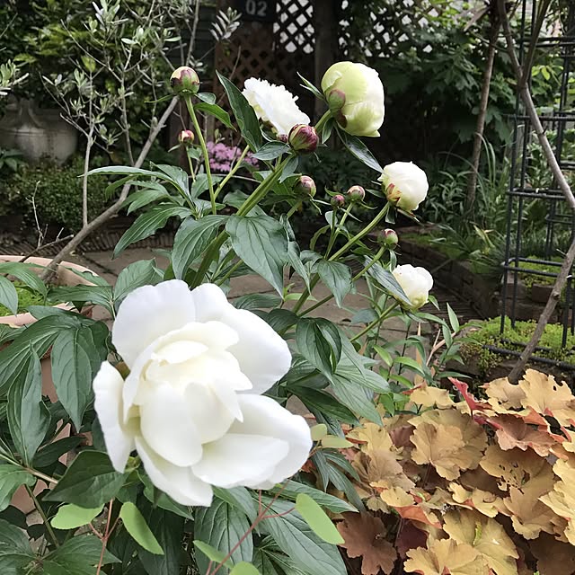 tipoさんの実例写真
