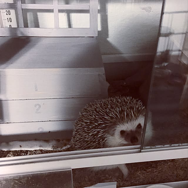 saokoさんの実例写真