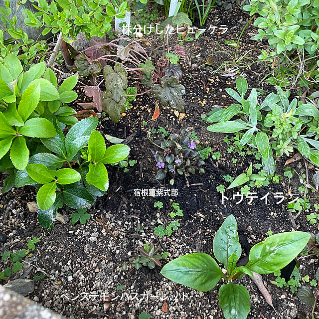 buchiさんの実例写真