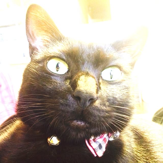 punimisoさんの実例写真
