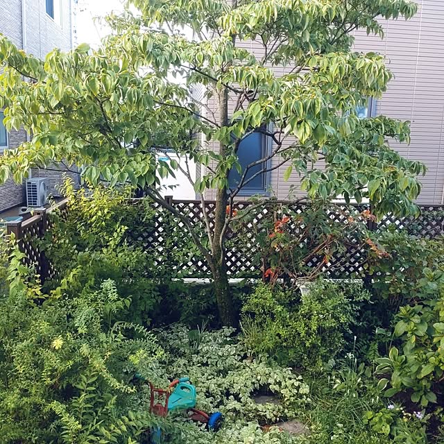 Hujikoさんの実例写真