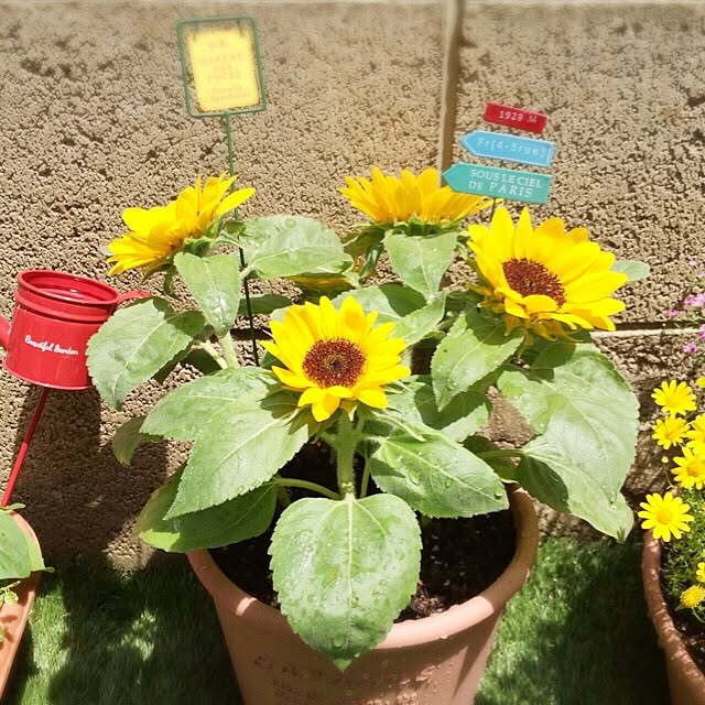 minakoさんの実例写真