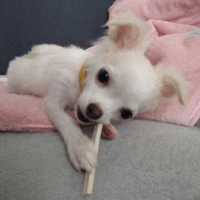 Bienvenueさんの実例写真