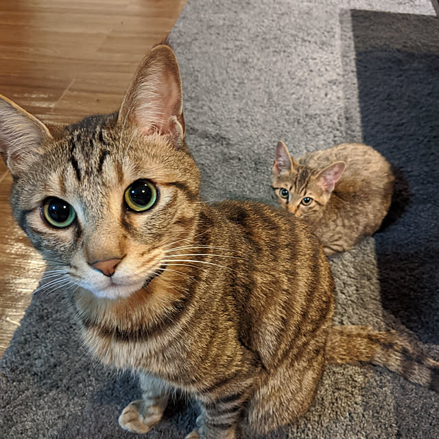 momoさんの実例写真