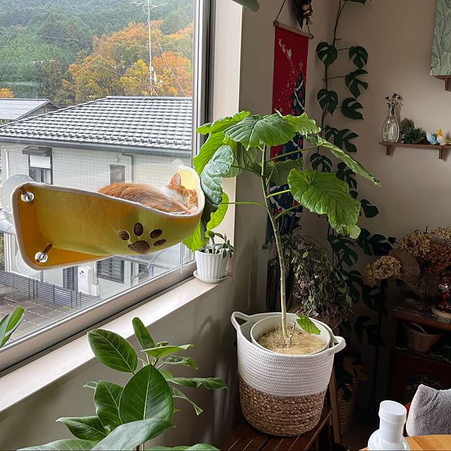 Toyomiさんの実例写真