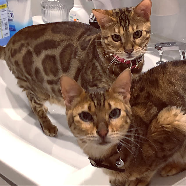 iranさんの実例写真