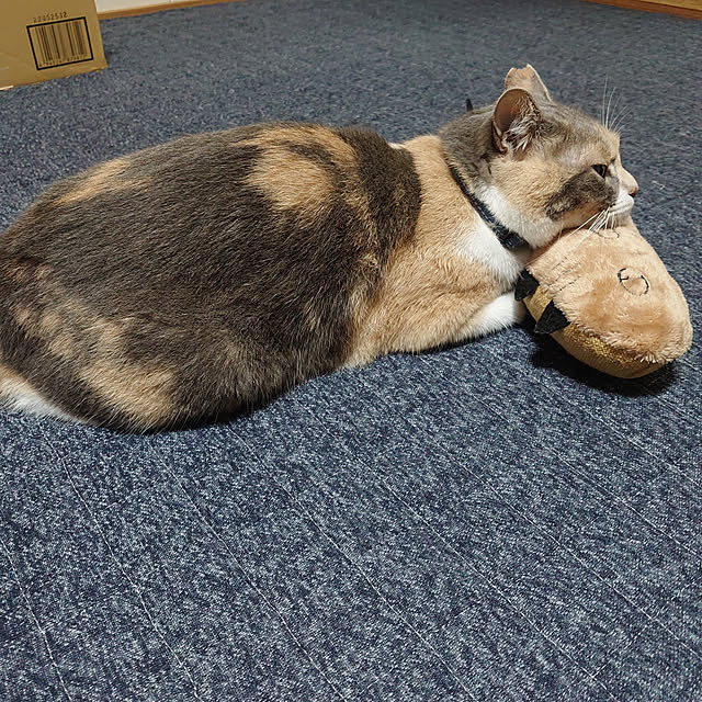 fukuさんの実例写真