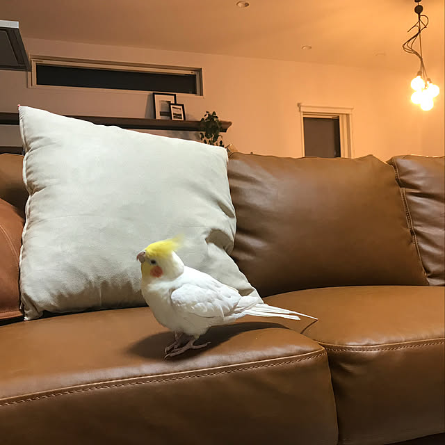 ABeeeさんの実例写真