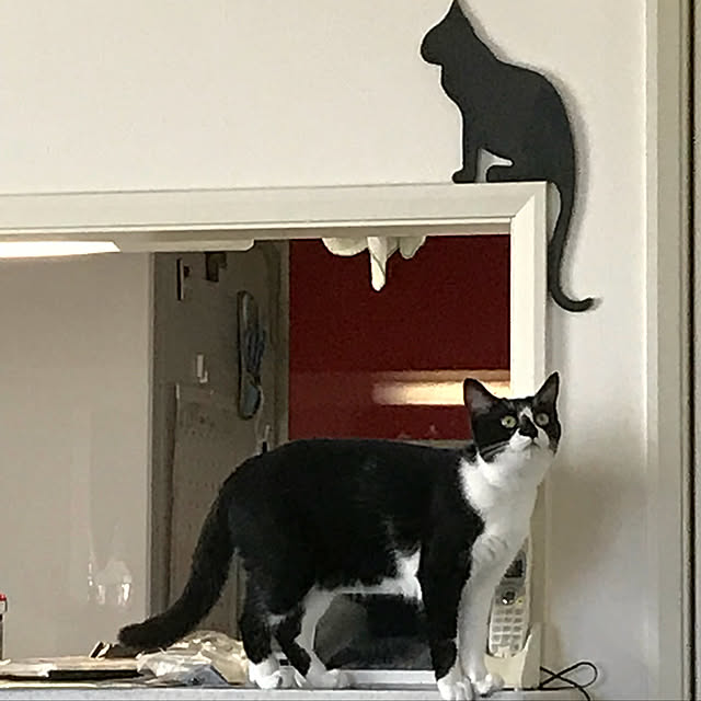 akuakuさんの実例写真
