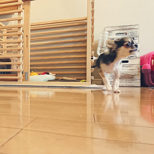 pug1109さんの実例写真
