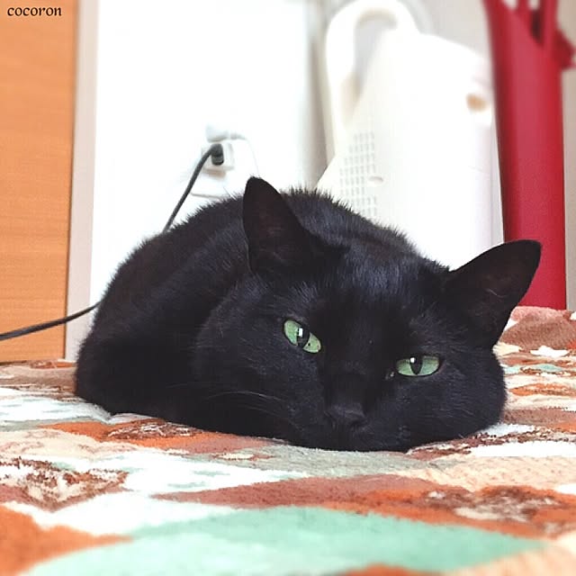 cocoronさんの実例写真