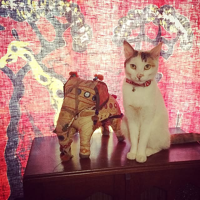 Hazukiさんの実例写真