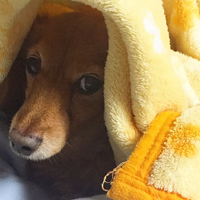 sakuさんの実例写真