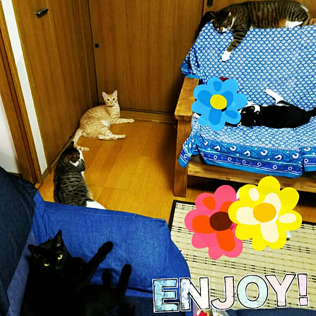 shiiiさんの実例写真