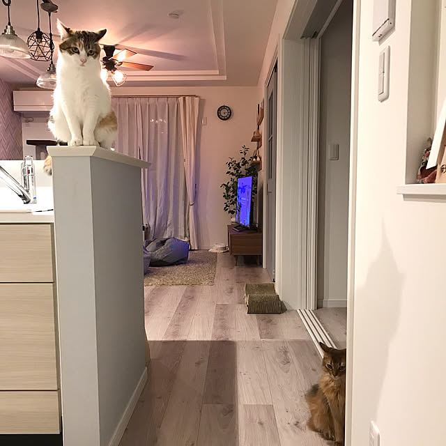 puniyumiさんの実例写真