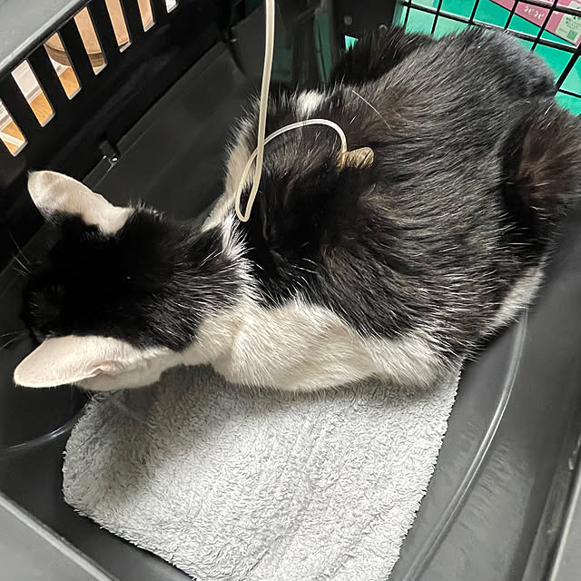 nekosamaさんの実例写真