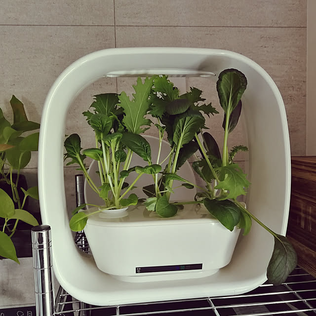 korさんの実例写真