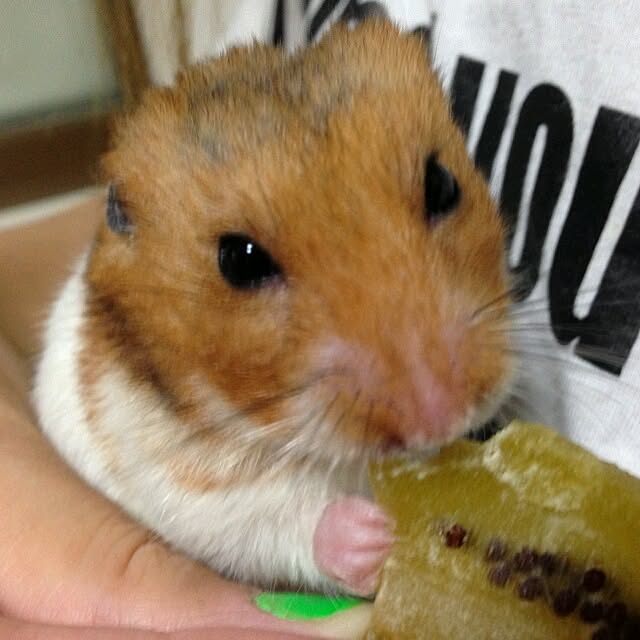 MIKIさんの実例写真