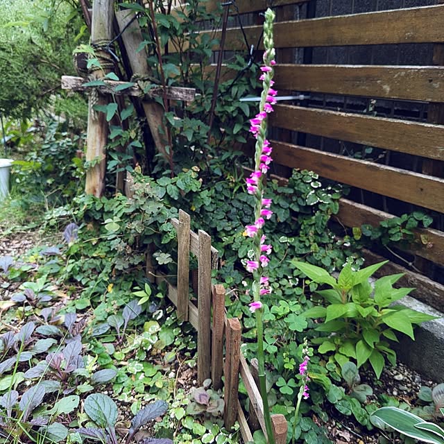 mofukoさんの部屋