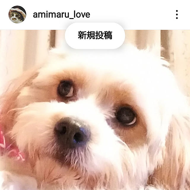 animaruloveさんの実例写真
