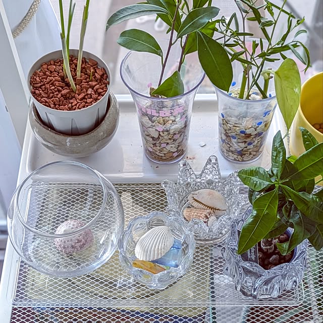 mi-saさんの部屋