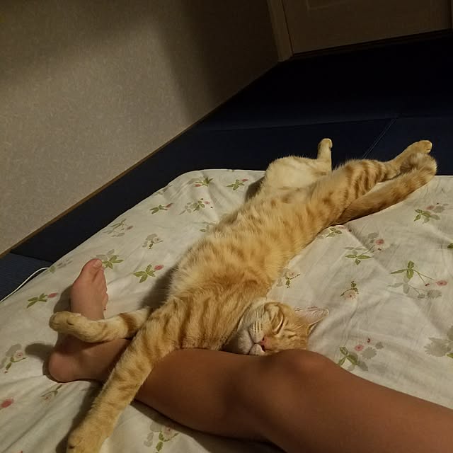 C.Tさんの実例写真
