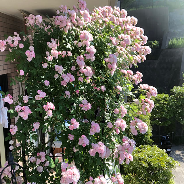 chirurunさんの実例写真