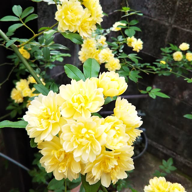 Tirorinさんの実例写真
