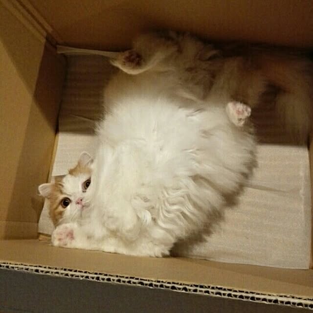 1ldksさんの実例写真