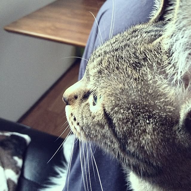 homi38さんの実例写真