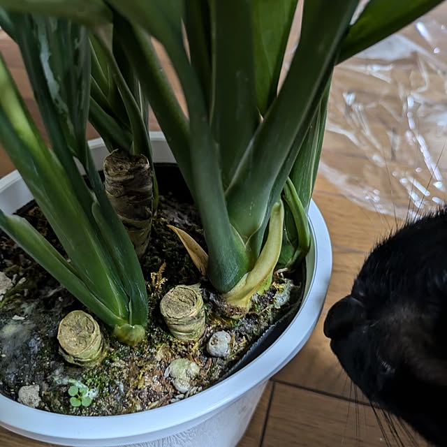 asaさんの部屋
