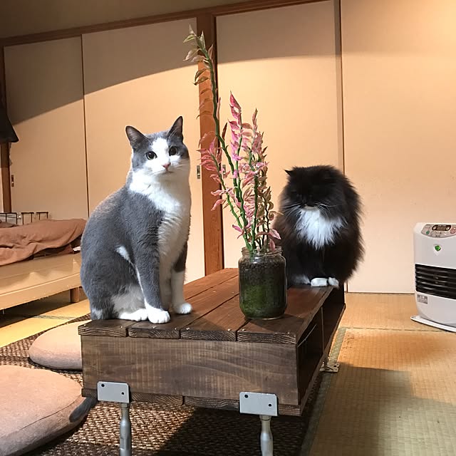 mucc08さんの実例写真