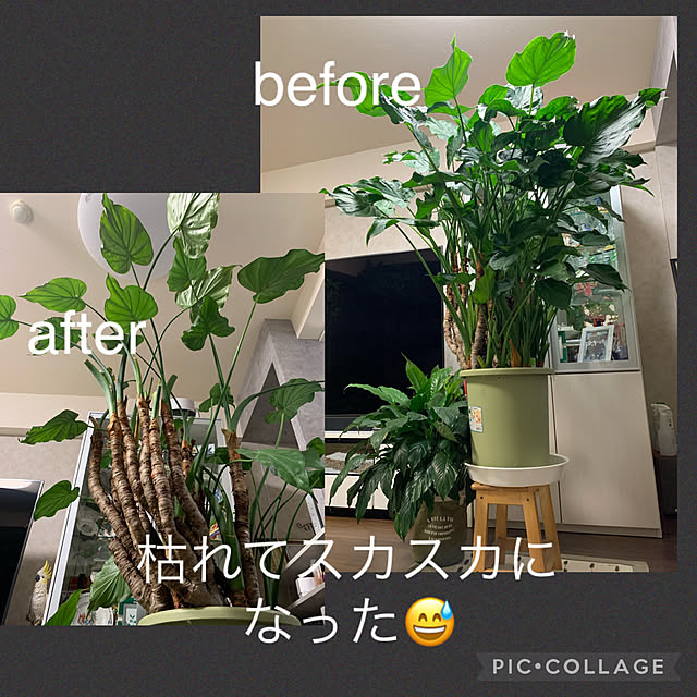 Aqettyさんの実例写真