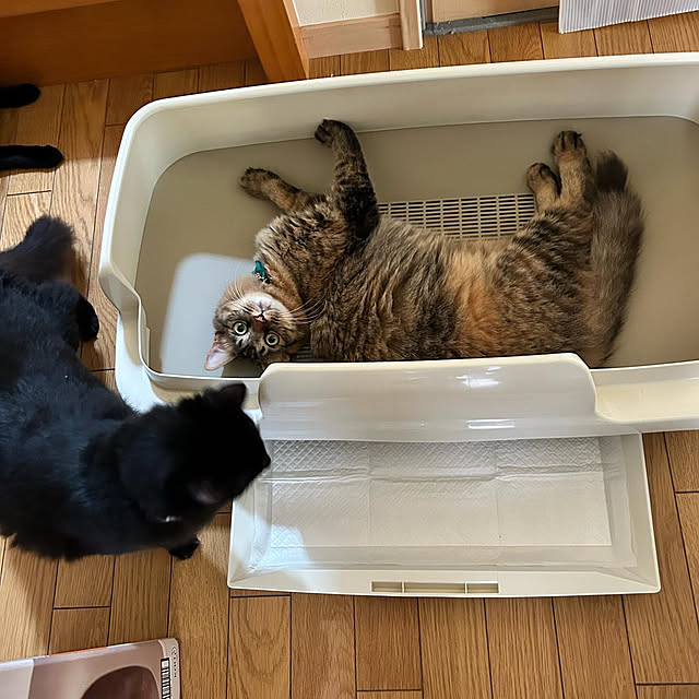 prelumoさんの部屋