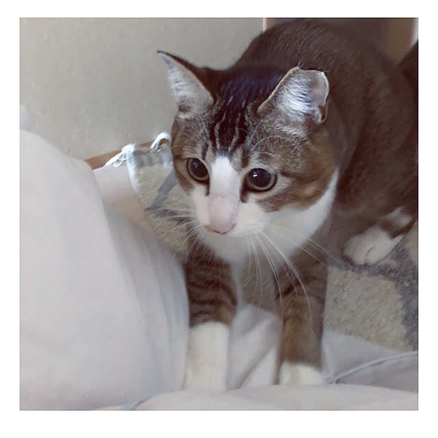 nekomiさんの実例写真