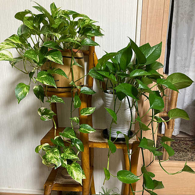 momokaさんの実例写真