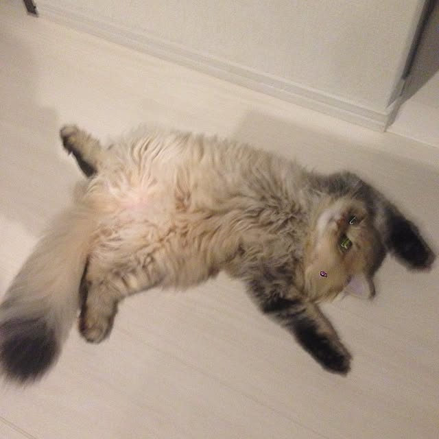 riorio1015さんの実例写真