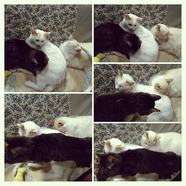 posauruさんの実例写真