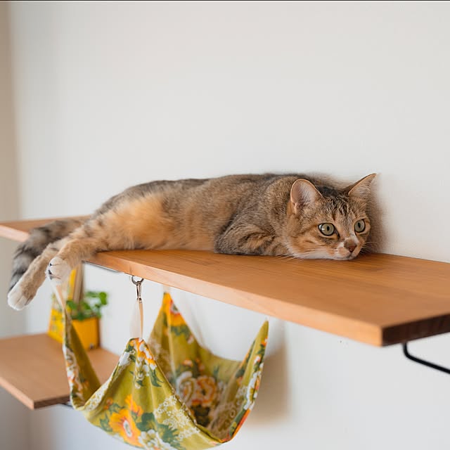 accorinさんの実例写真