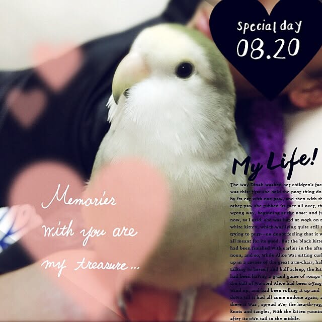 コザクラインコ/男前/インコと暮らす家/インコ/いいね♪いつもありがとうございます❤️...などのインテリア実例 - 2016-08-27 17:50:11