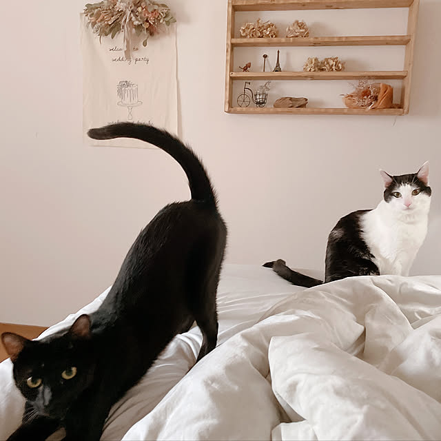 harukaさんの実例写真