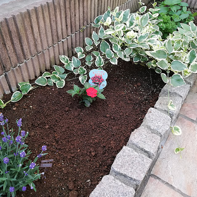 pinokoさんの実例写真