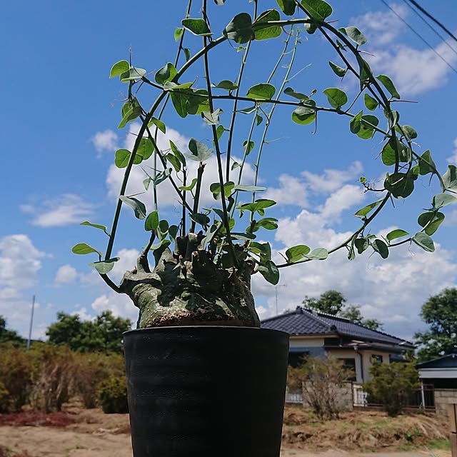 ot-gardenさんの部屋
