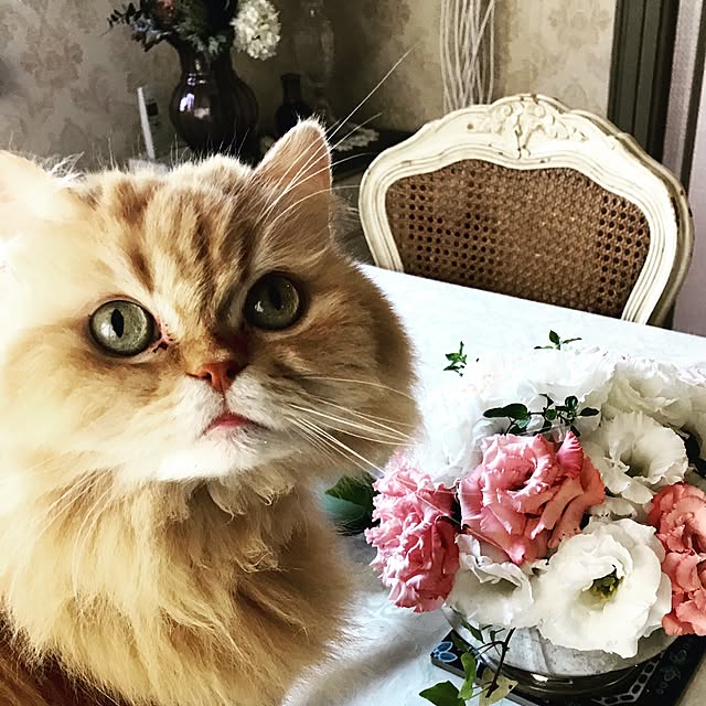 Mellonさんの実例写真