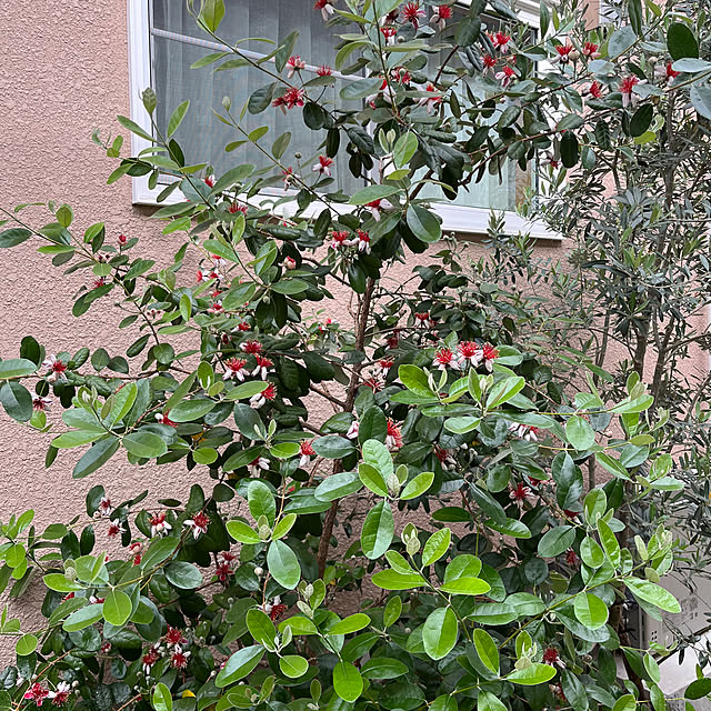 Magnoliaさんの部屋