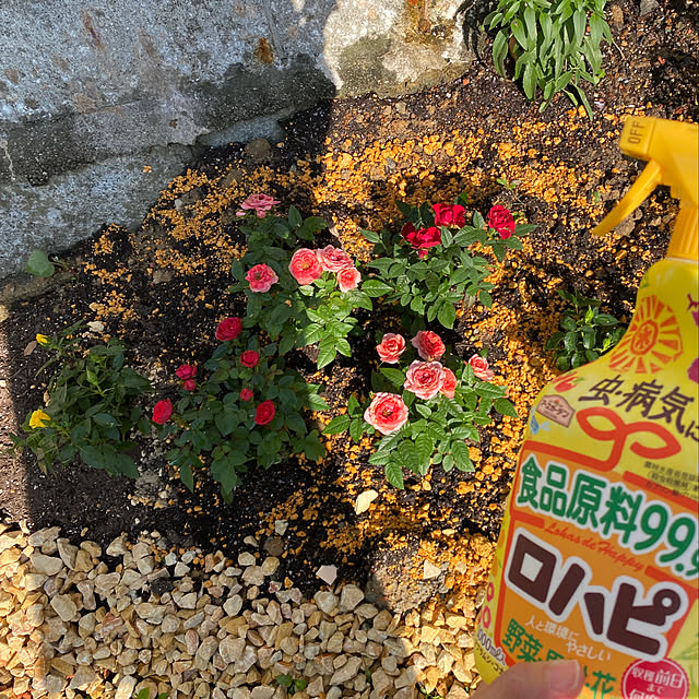 k__t.hさんの実例写真