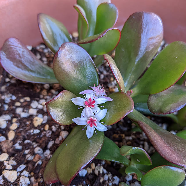 玄関/入り口/かねのなる木/花が咲きました/かわいい♡/植物のある暮らし...などのインテリア実例 - 2021-03-25 07:15:11